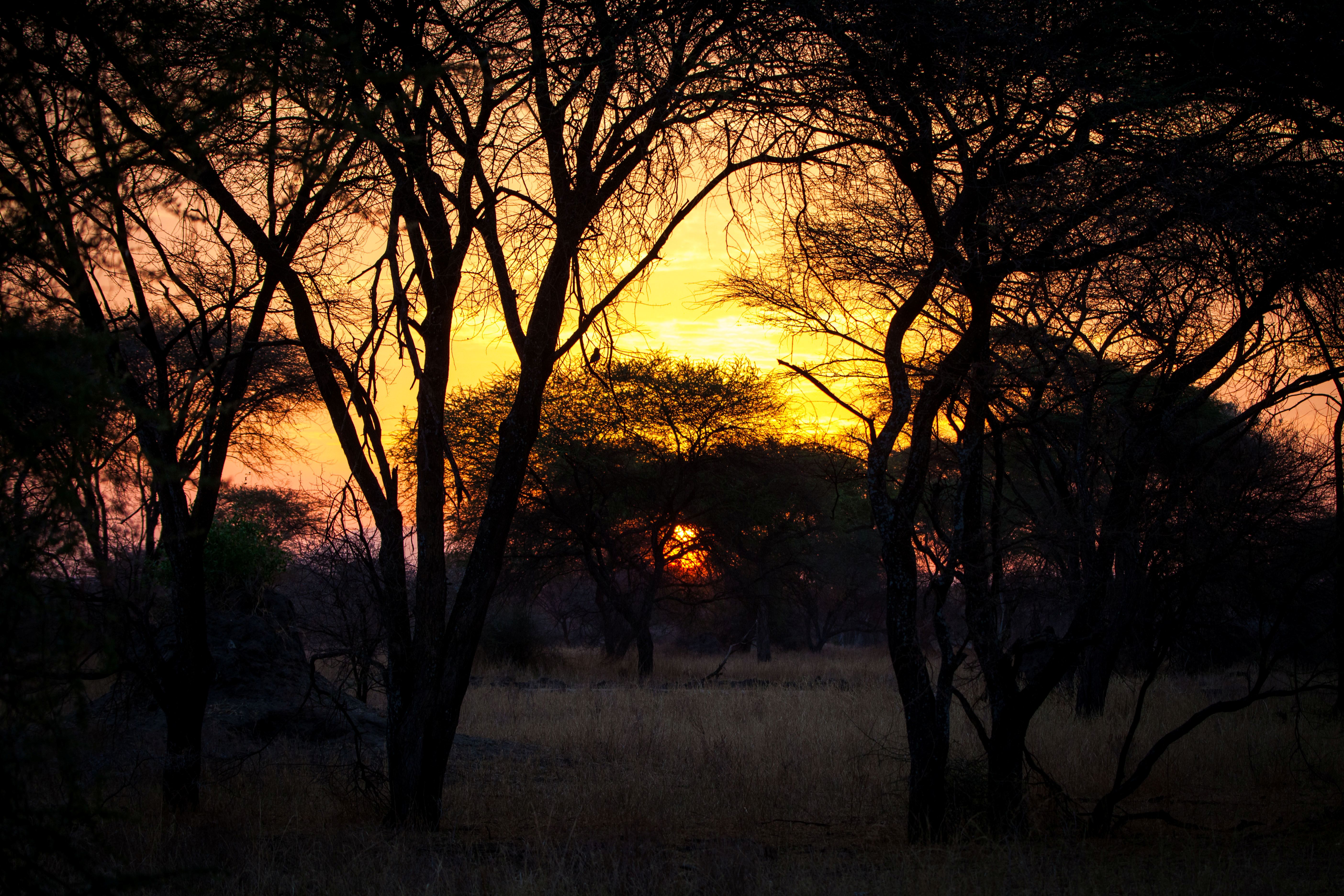 Solnedgang i en skog