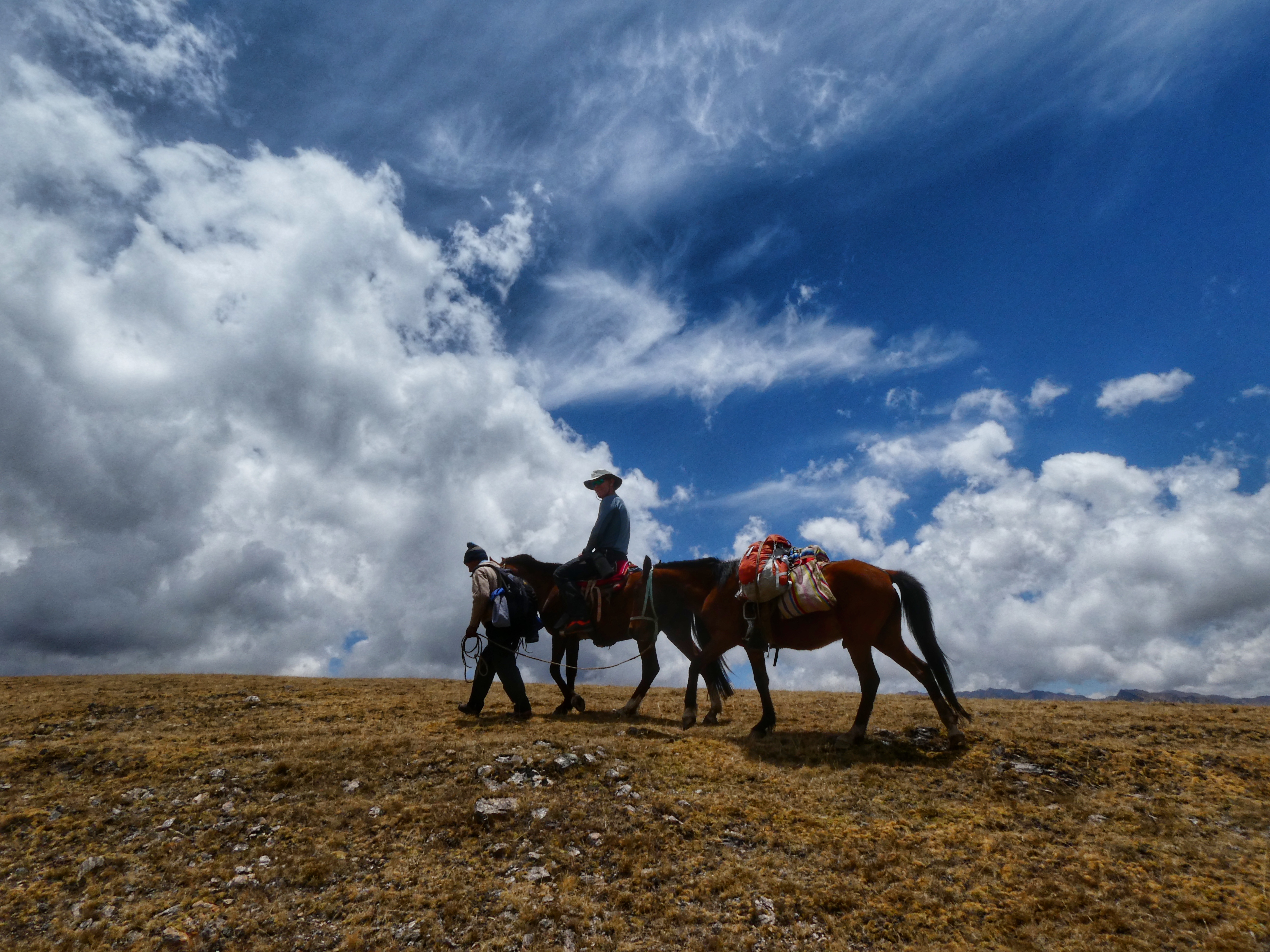 Hester og blå himmel