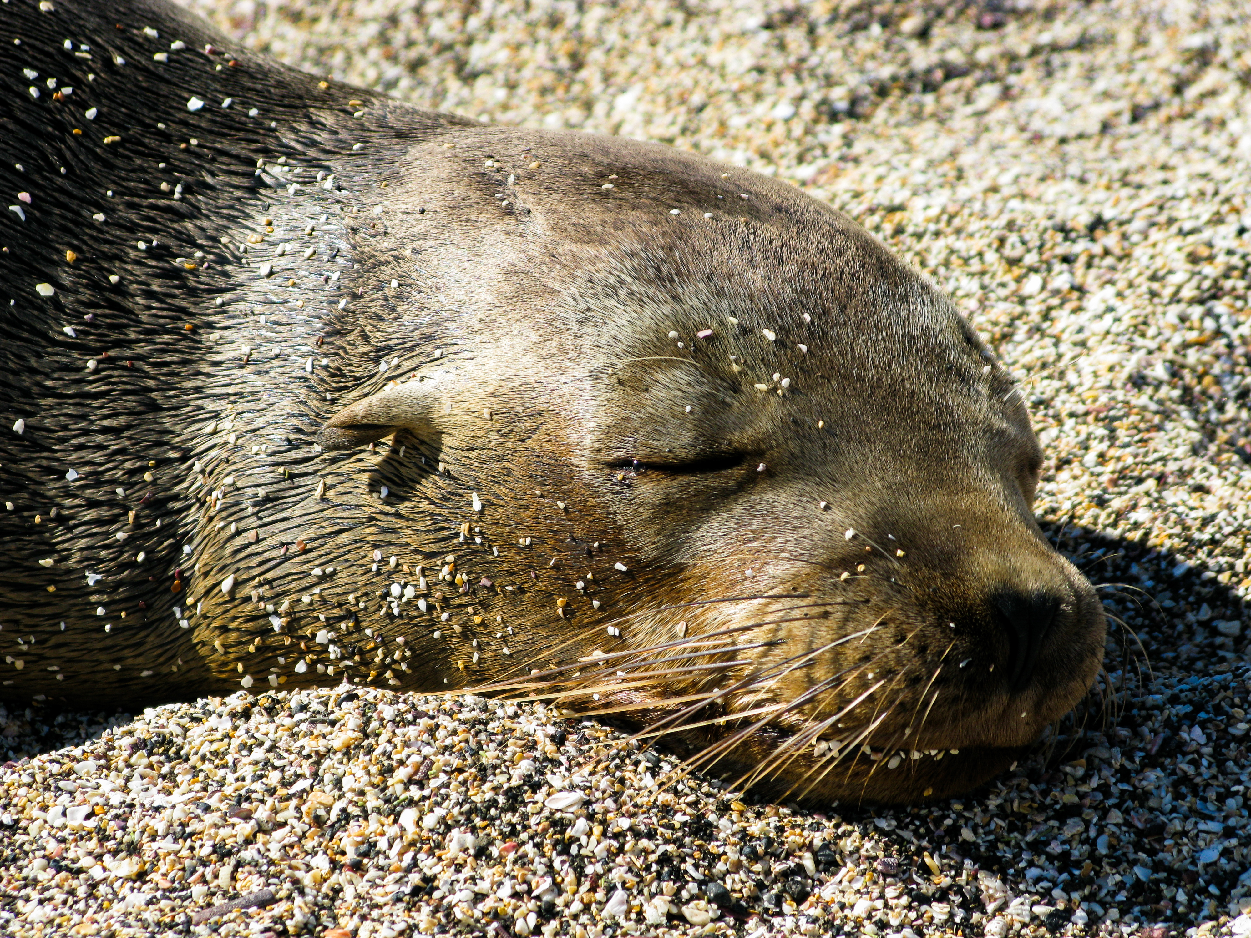 Et nærbilde av en sjøløve som sover fredelig på en rullesteinstrand med sandkorn spredt utover den våte pelsen sin.