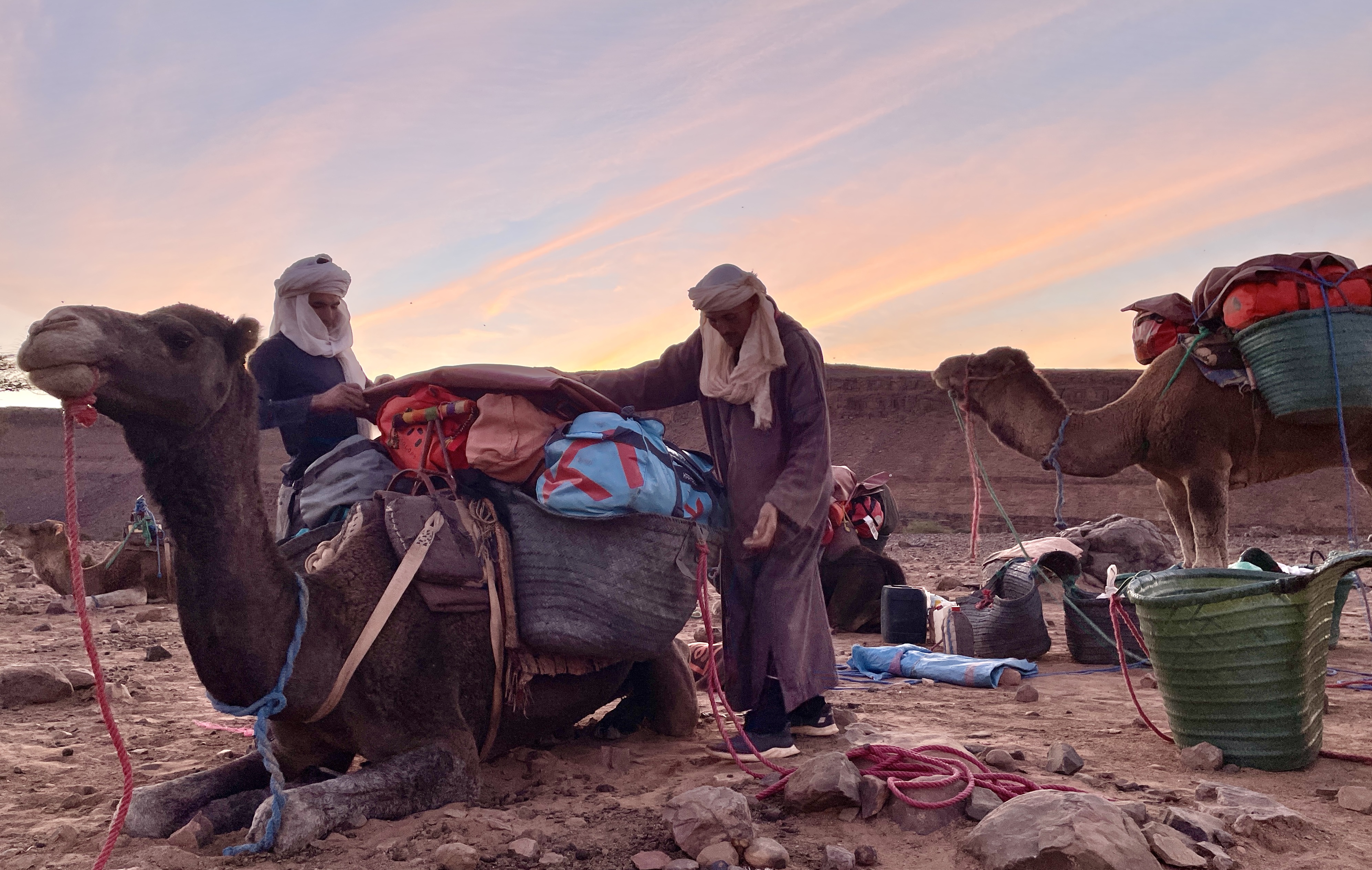 Kameler i solnedganger