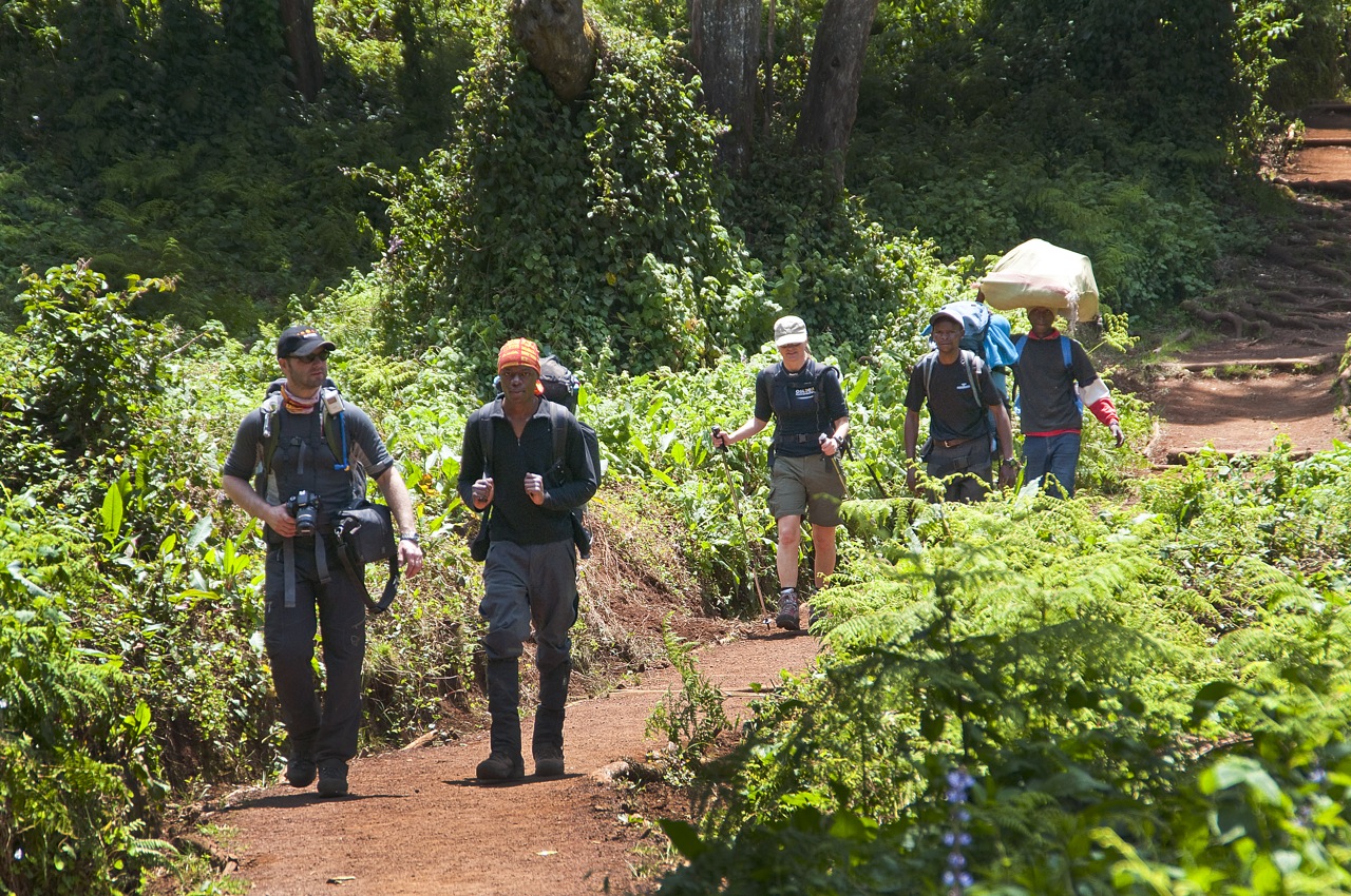 Folk som går gjennom en frodig skog