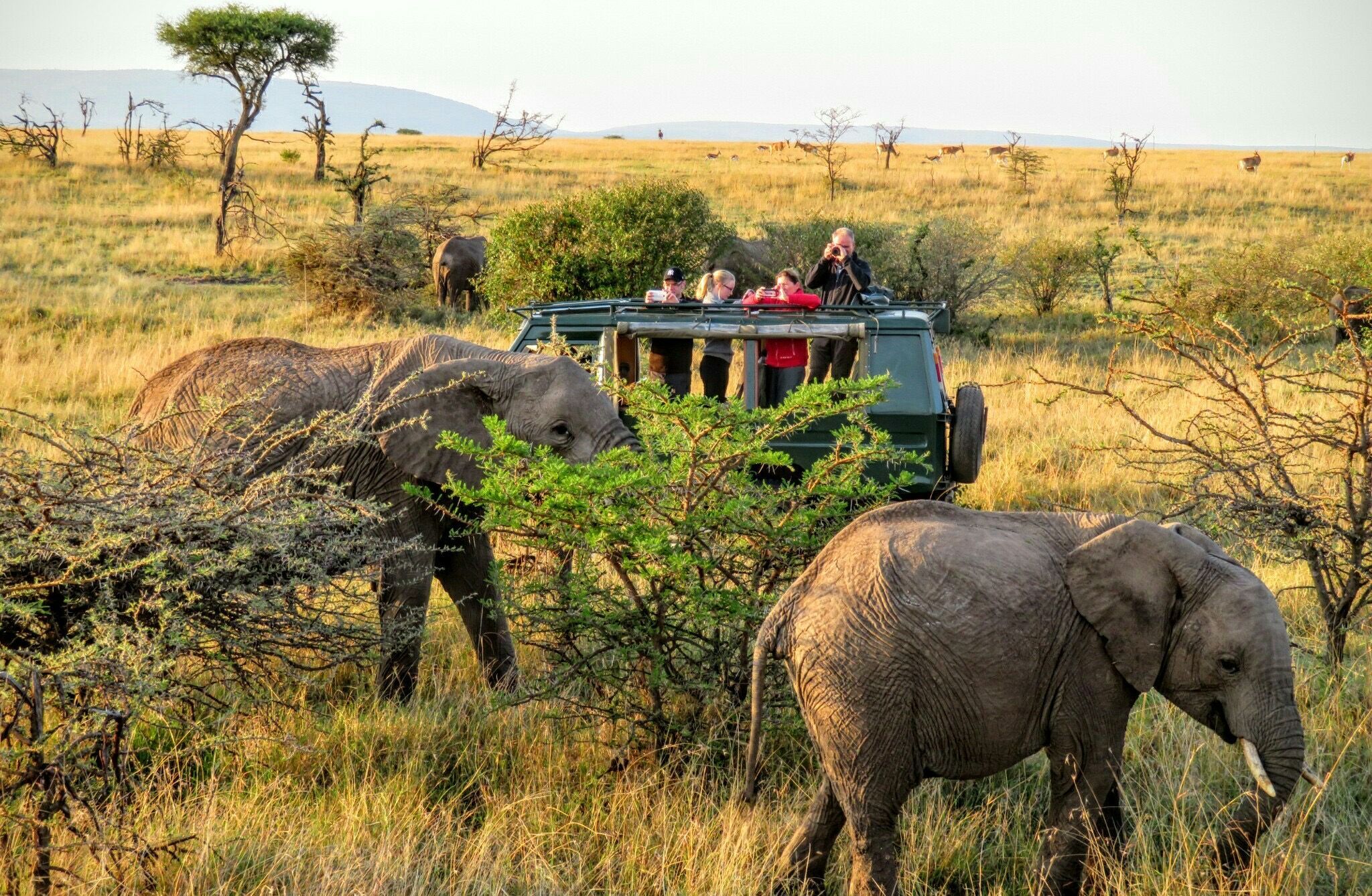 Safari jeep og elefanter
