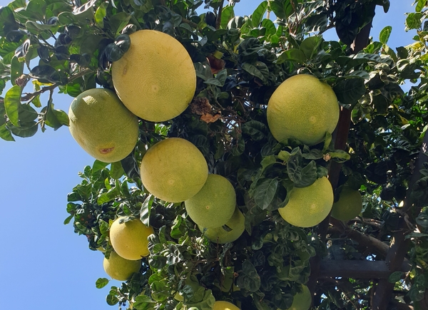 Several large pomelo fruits hanging heavily on a tree branch against a clear blue sky.