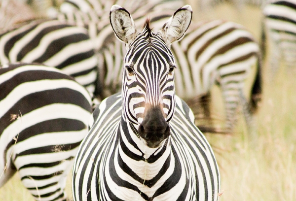 A zebra looks directly at the camera with other members of the herd blurred in the background.
