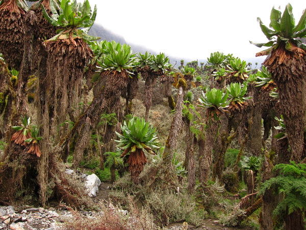 A dense, prehistoric-looking forest of giant groundsels and thick vegetation covers a mountain slope under an overcast sky.
