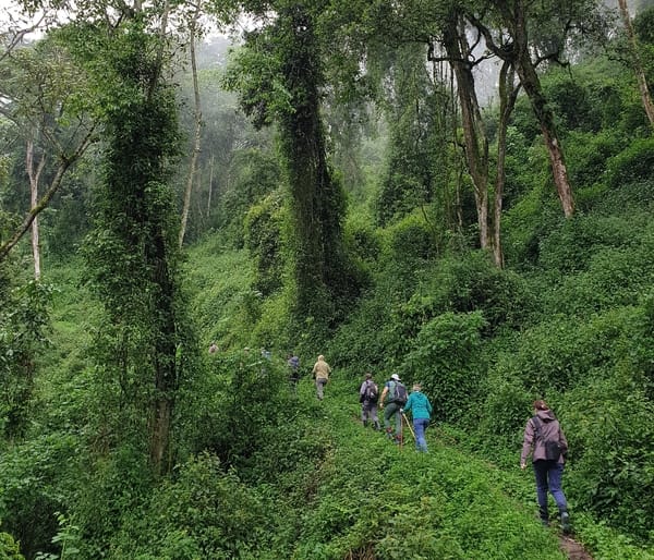 A group of hikers walking along a narrow trail through a dense, lush green jungle.
