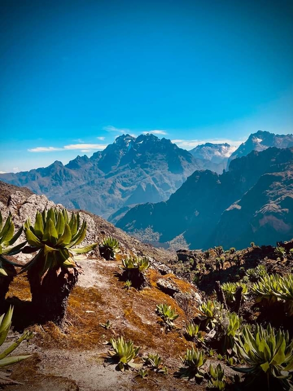 Giant groundsels grow on a rugged, rocky ridge overlooking a massive mountain range under a clear blue sky.