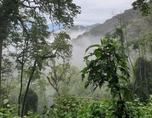 A lush green forest with mountains partially obscured by mist and low-hanging clouds in the background.