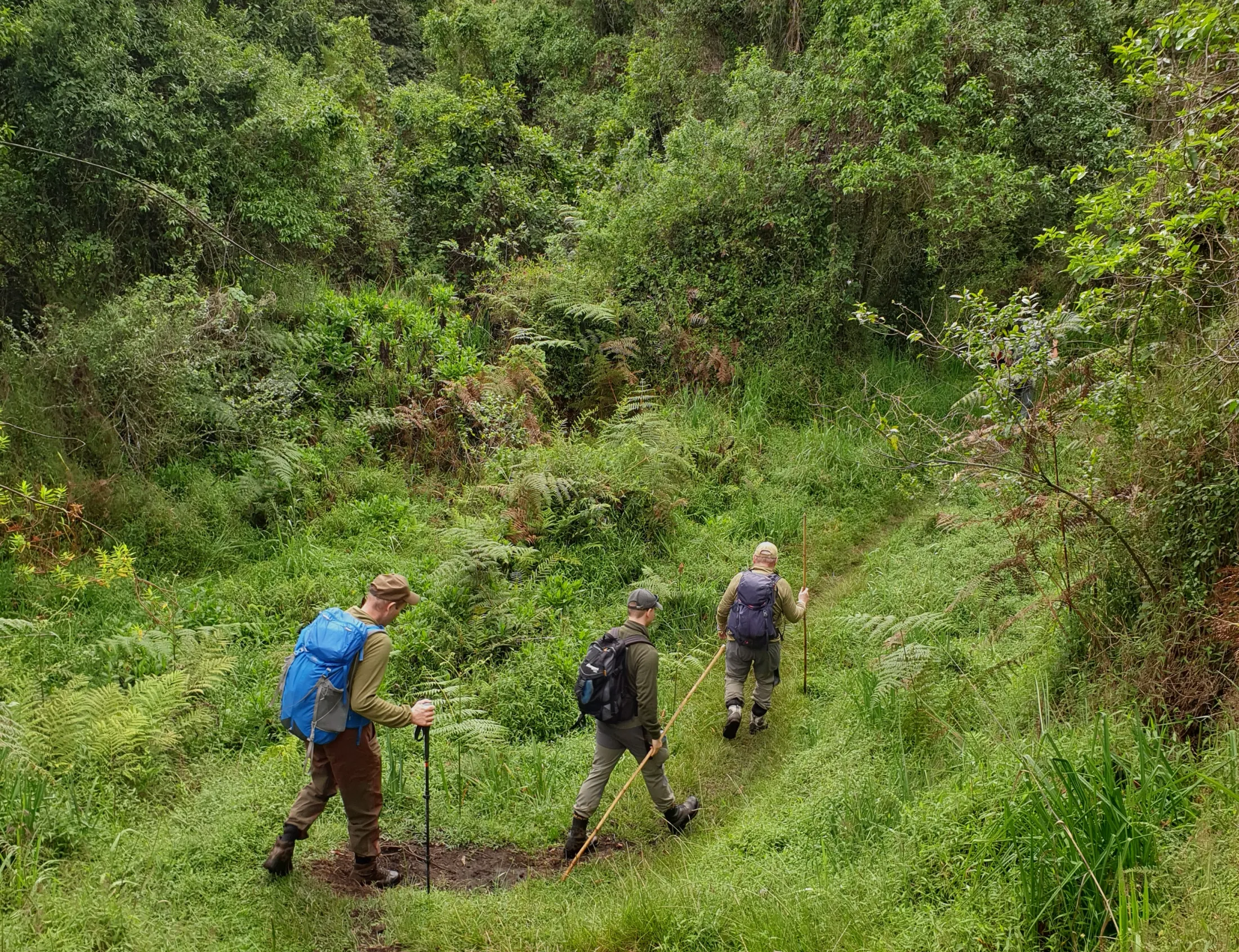 Three hikers walking on a lush green trail through a forest.