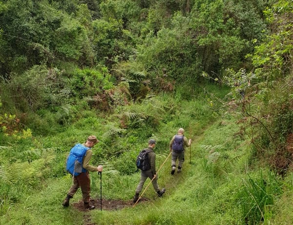 Three hikers with backpacks walk on a narrow trail through a lush green forest.
