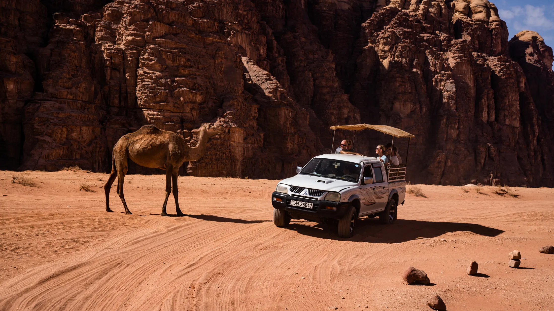 A white pickup truck carrying tourists drives past a camel in an orange desert landscape in front of tall sandstone cliffs.