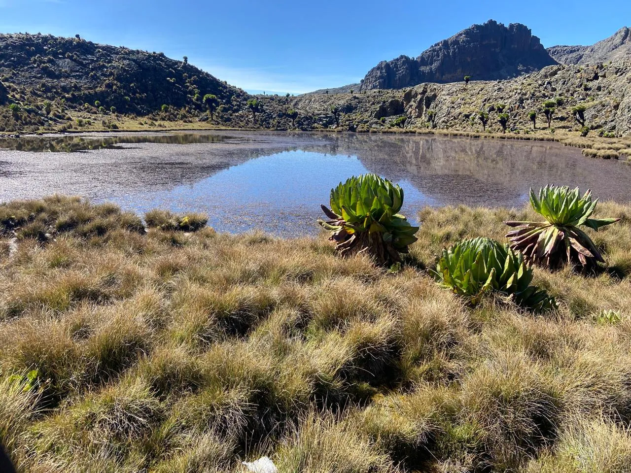 Giant groundsel plants grow along the grassy shores of a calm mountain lake reflecting the clear sky and rugged, rocky ridges of Mount Kenya.