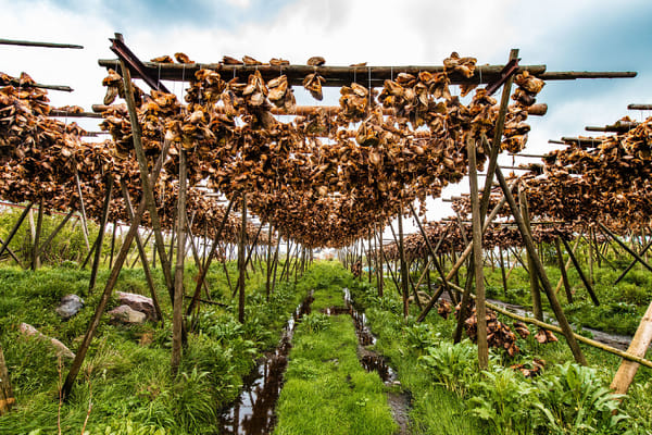 Wooden racks filled with drying cod heads in a lush green landscape.