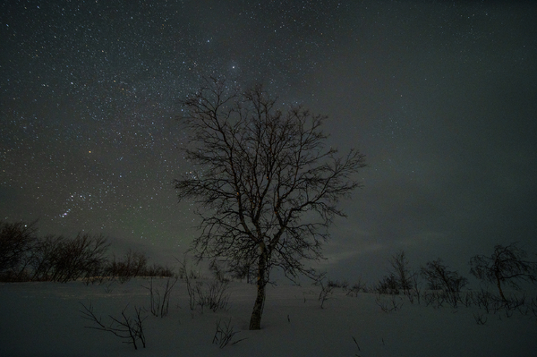 A bare tree stands in a snowy landscape under a starry night sky.