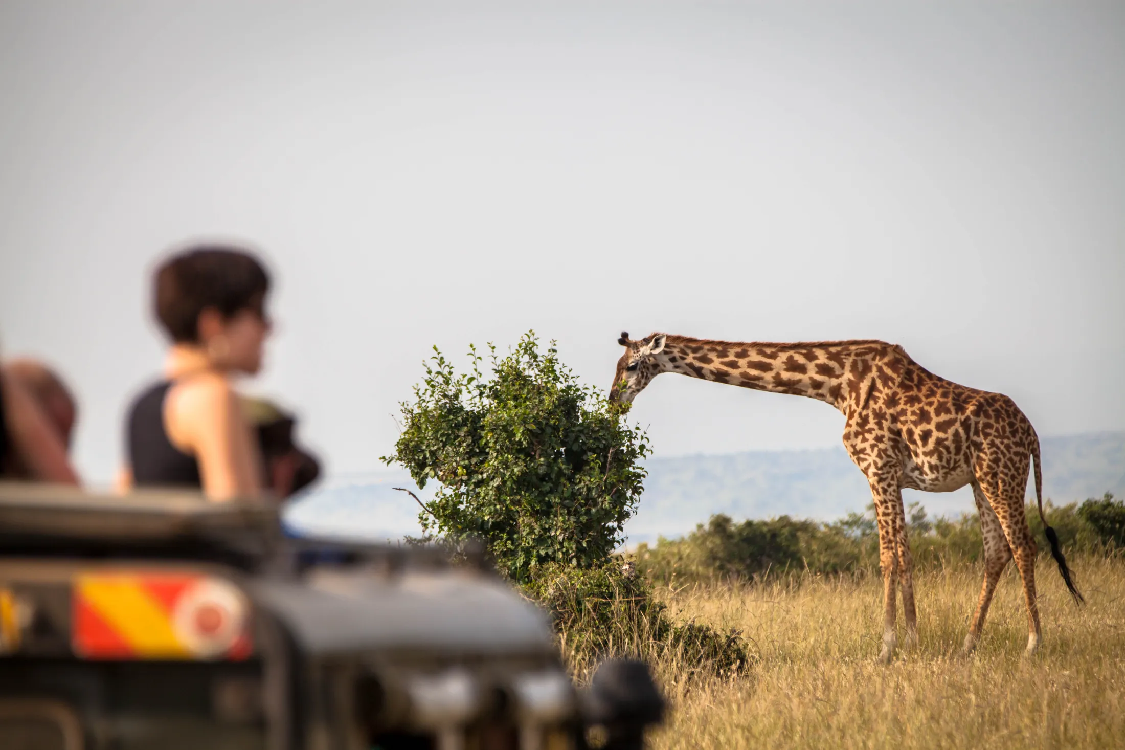 A giraffe reaches to eat from a green bush in a grassy field, viewed from a safari vehicle with a blurred tourist in the foreground.