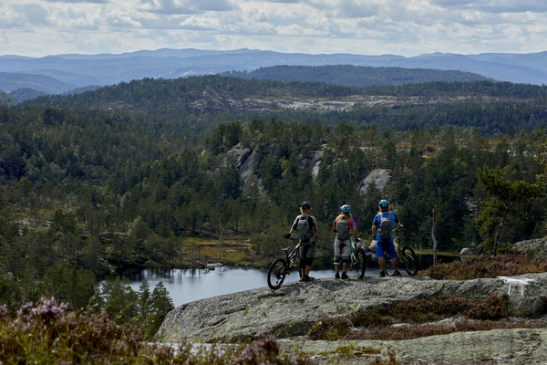 Mountainbikers viewing a forest