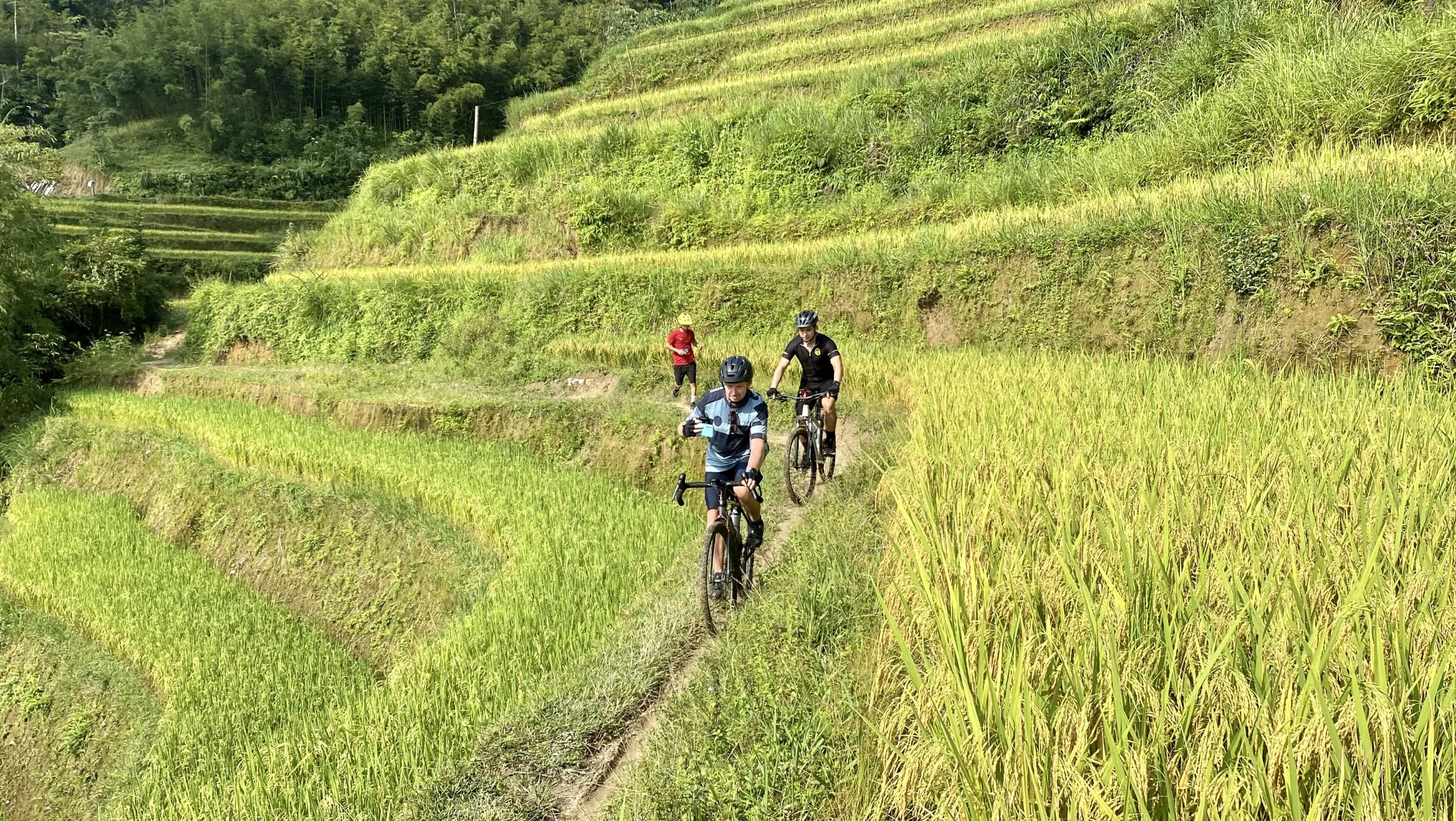 Mountain bikers riding along a narrow path through vibrant green and golden rice terraces.