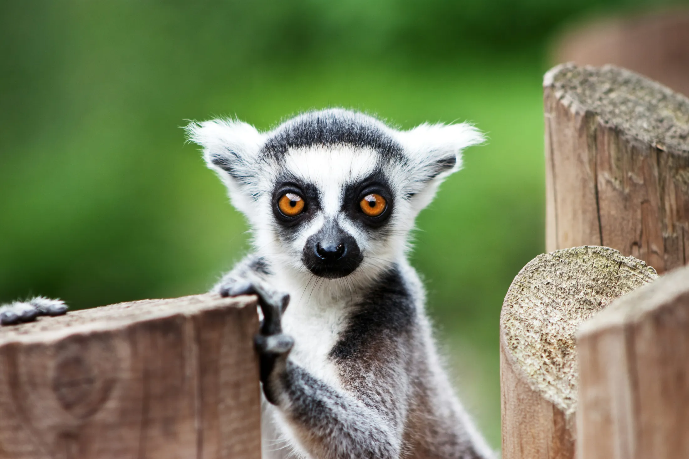 A small animal amongst trees.