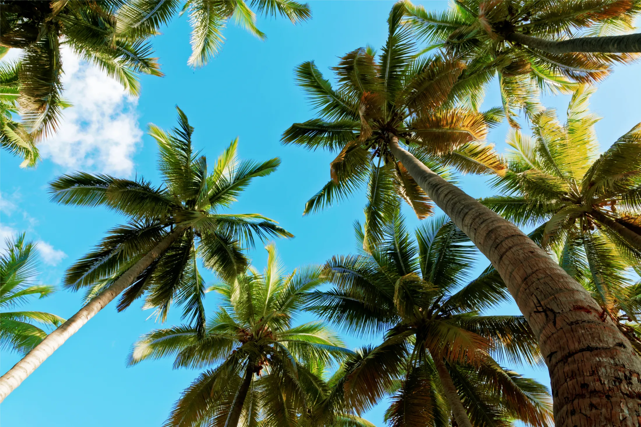 A low-angle view looking directly up at several tall palm trees with green fronds against a clear blue sky.
