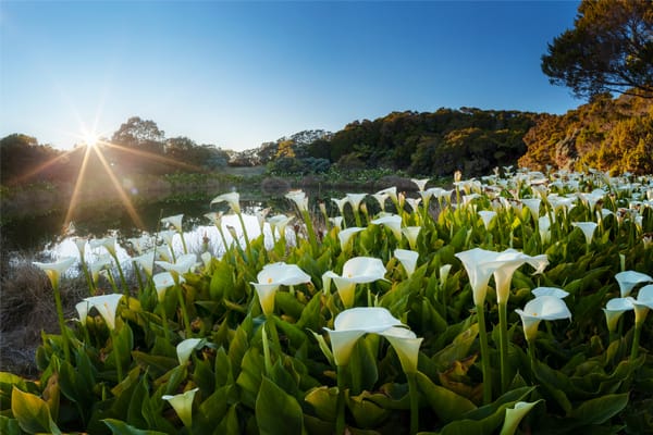 A dense cluster of white calla lilies blooms along the edge of a calm pond reflecting the forest and the warm glow of a rising sun.