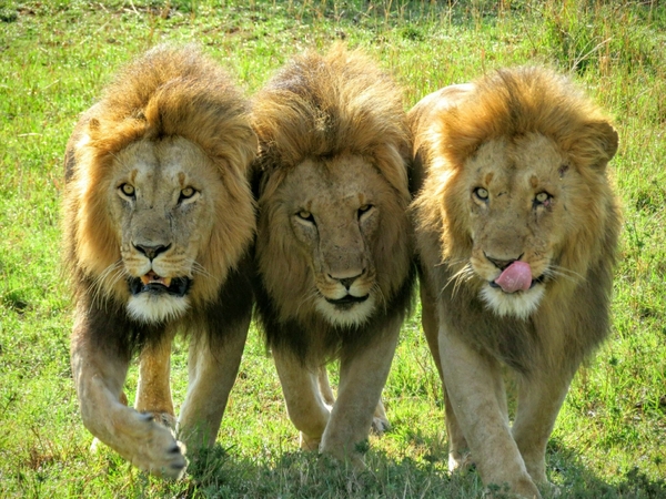 Three lions
