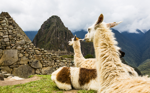 Lamas in the mountains.