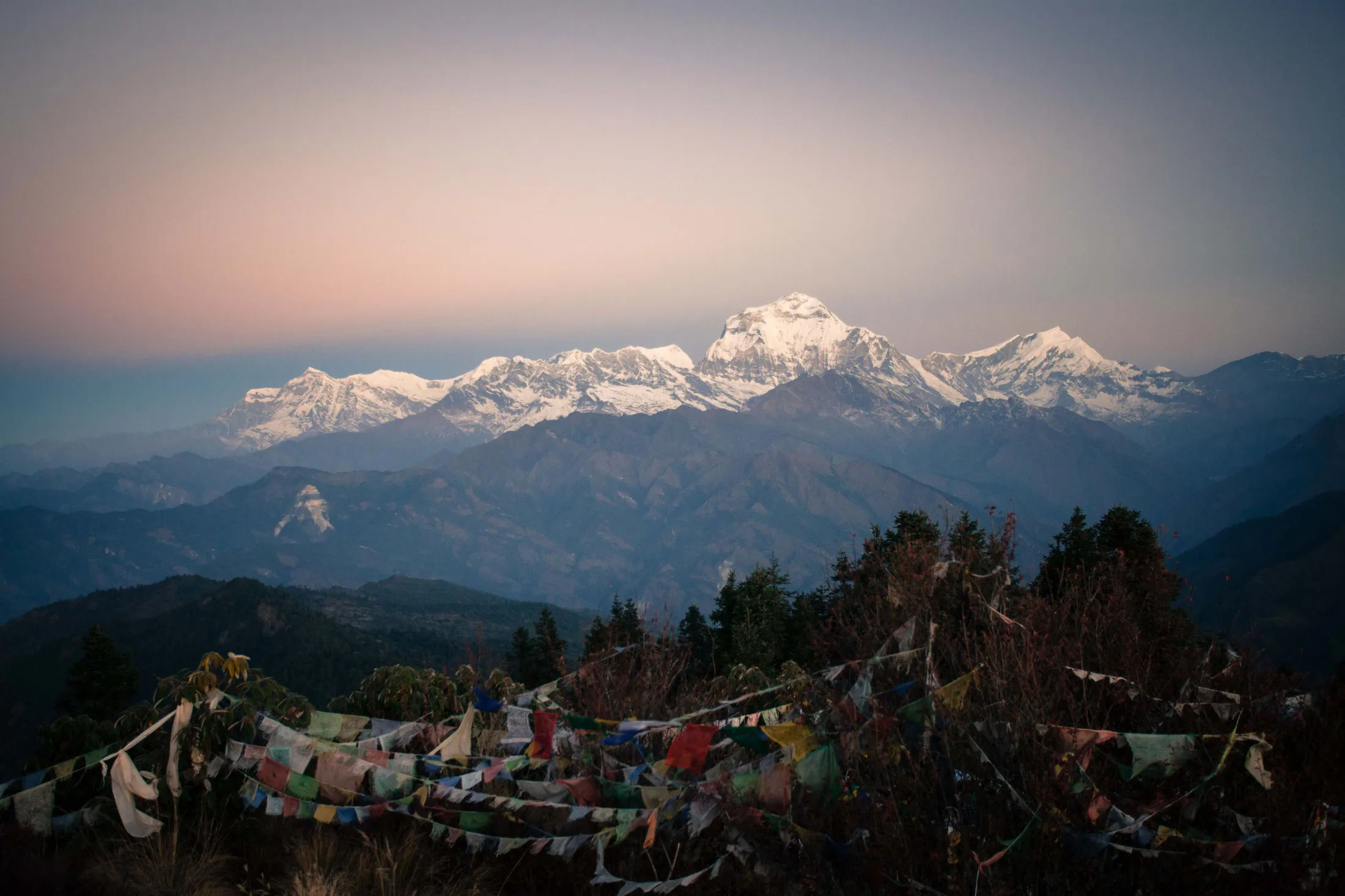 A vast, snow-covered mountain range stretches across the horizon under a soft pink and grey twilight sky, with colorful, weathered prayer flags strung across bushes in the foreground.