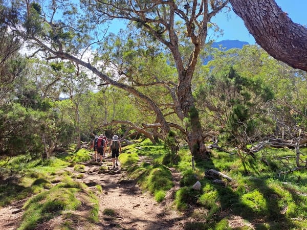 A group of hikers with backpacks walks along a dirt trail winding through a sun-drenched forest with uniquely twisted, mossy trees.