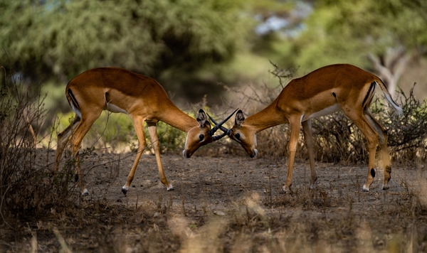 Two young impalas lock horns in a gentle fight surrounded by dry savanna bushes.