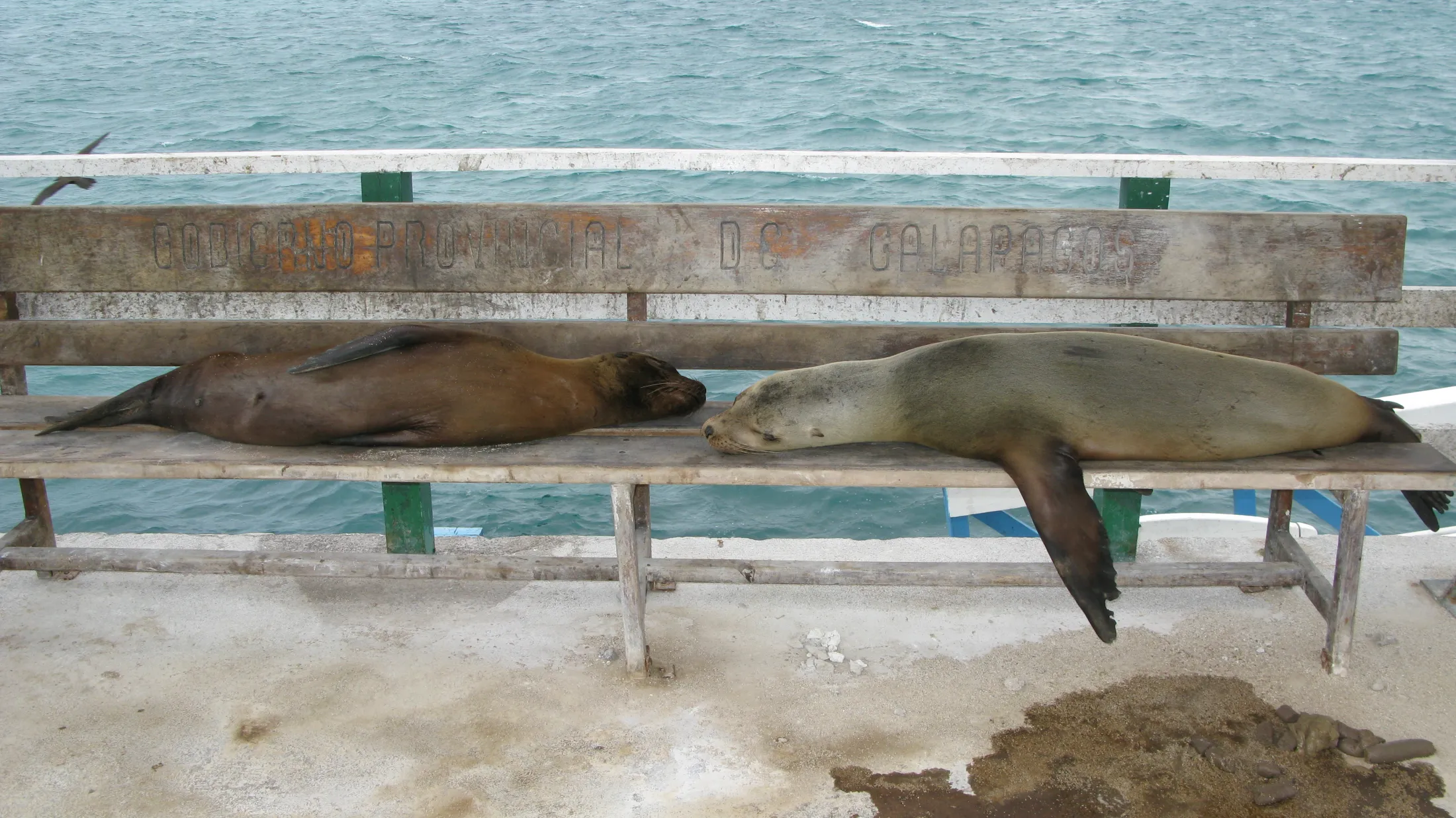 Two sea lions are sleeping head-to-head on a weathered wooden bench overlooking the ocean in the Galapagos.