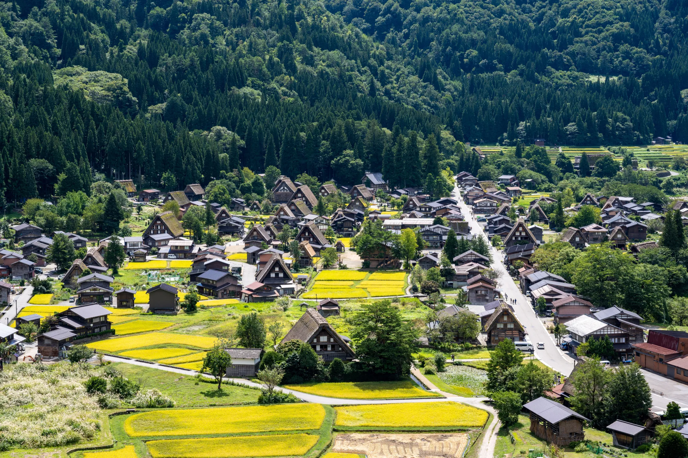 An elevated view looks down on a historic village filled with traditional thatched-roof gassho-zukuri houses interspersed among bright yellow and green rice fields at the edge of a dense forest.