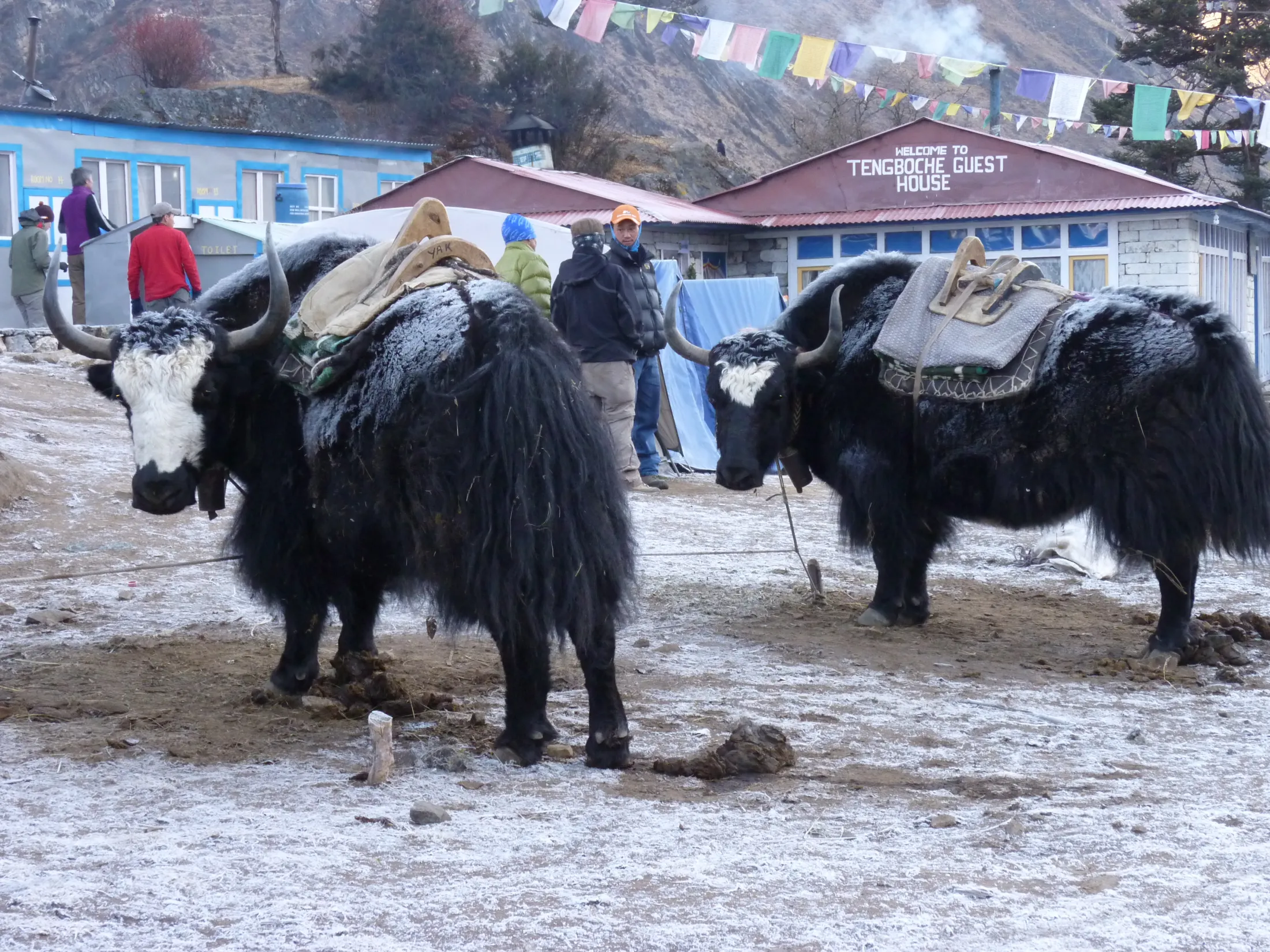 Two large, black yaks with pack saddles stand on a light dusting of frost outside the Tengboche Guest House, with hikers and colorful prayer flags visible in the background.