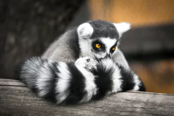 Madagascar