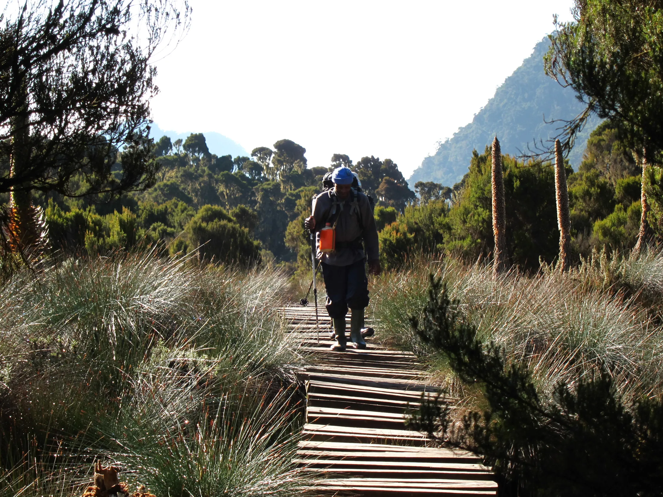 A person walks along a wooden boardwalk trail through a grassy wetland area surrounded by dense trees and vegetation.