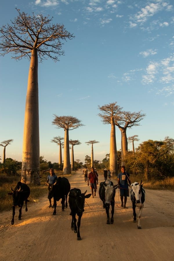 People herd zebu cattle down a dirt road lined with massive baobab trees under a blue, cloud-dotted sky.