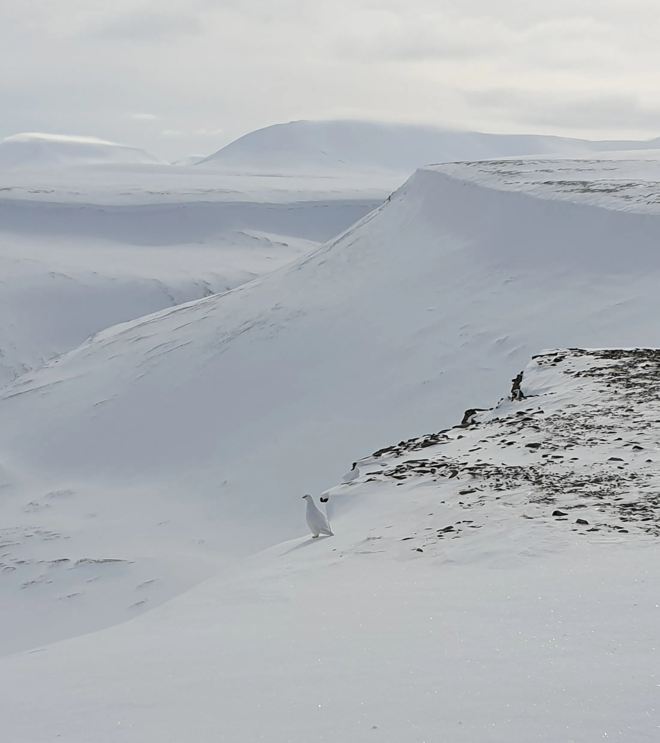 A snowy mountain landscape with a white ptarmigan camouflaged on the rocky ridge in the foreground.