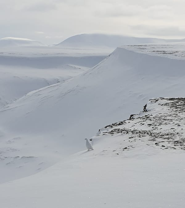 A snowy mountain landscape with a white ptarmigan camouflaged on the rocky ridge in the foreground.
