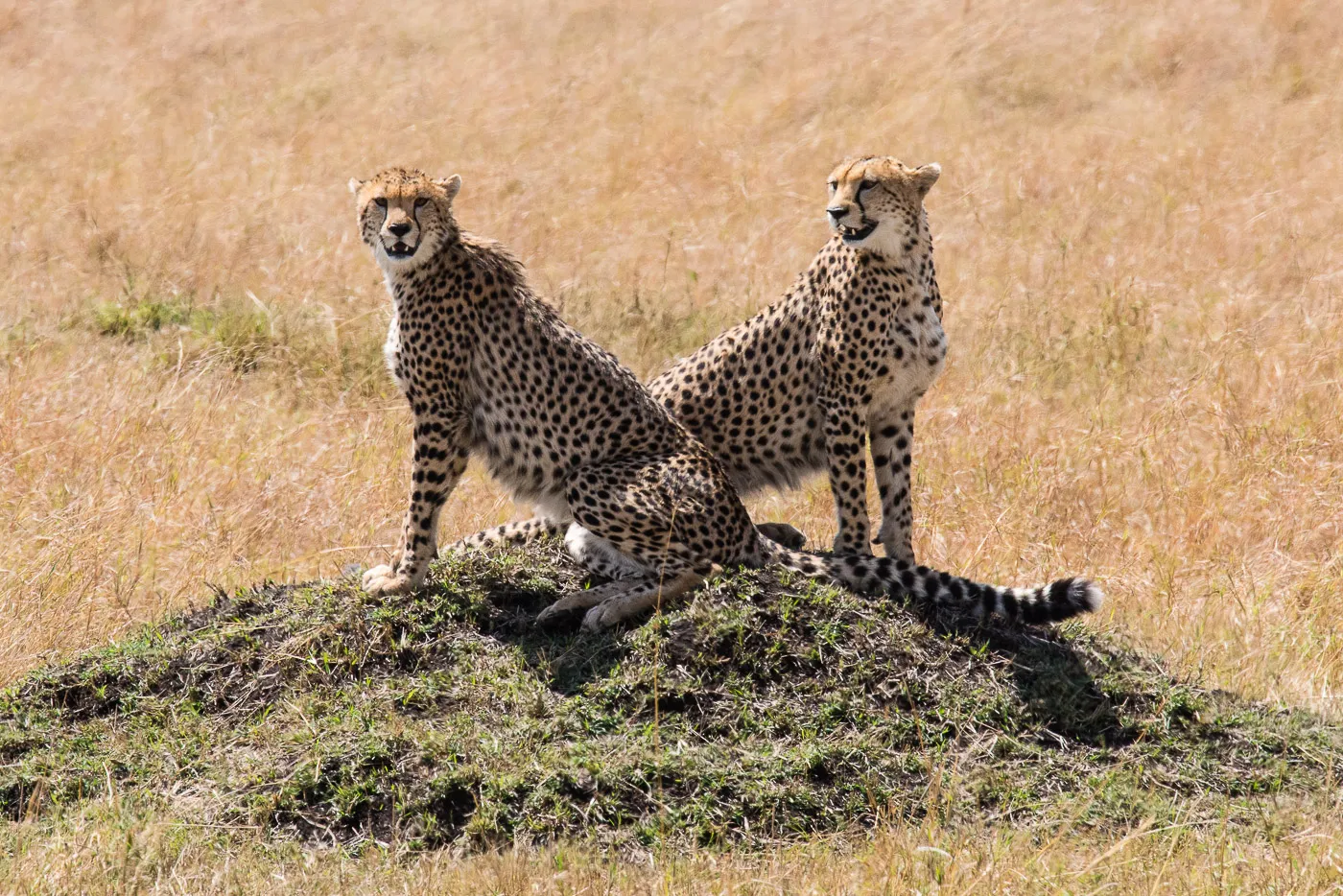 Two cheetahs sit alertly on top of a low mound in a grassy African savanna field.