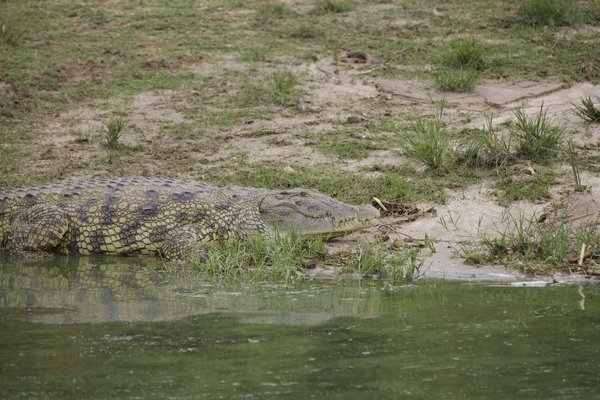 A large crocodile rests on a grassy, muddy riverbank with its body partially submerged in the green water.