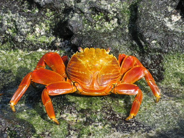 A vibrant orange and yellow Sally Lightfoot crab rests on a dark, moss-covered volcanic rock.
