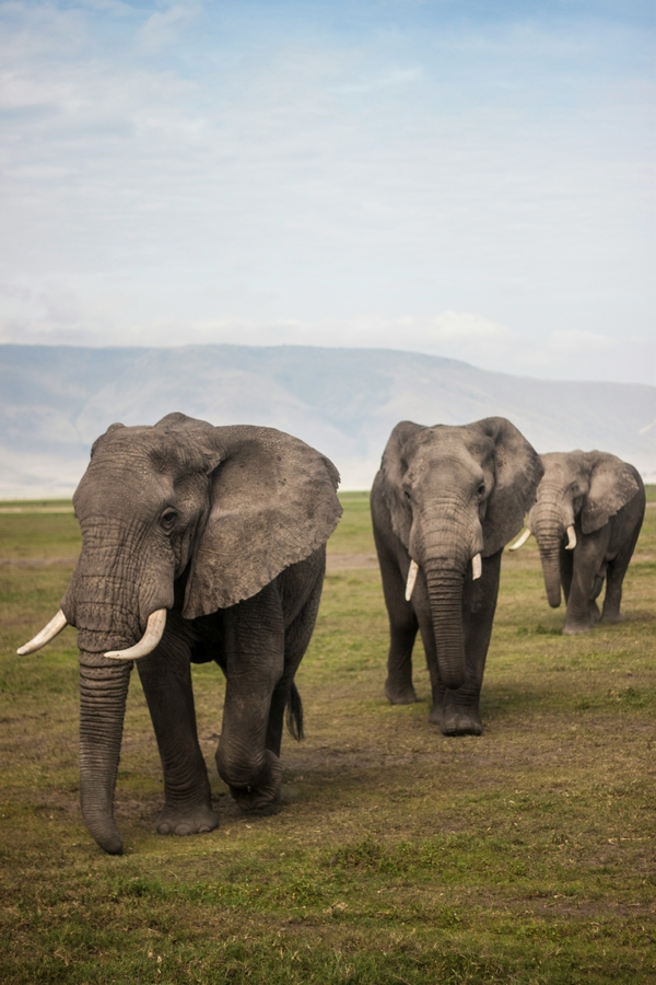Elephants walking in a line