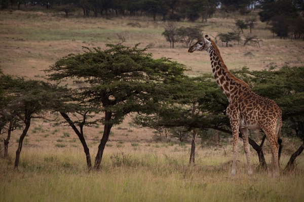 Giraffe standing in savanah