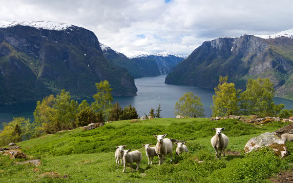 A group of sheep grazing on a green hillside overlooking a Norwegian fjord flanked by mountains.
