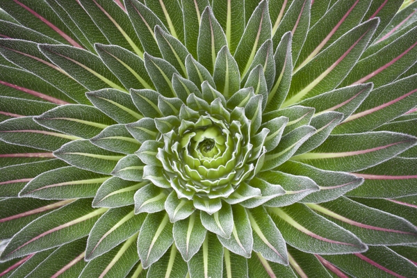 A top-down view of a giant lobelia plant, showcasing its striking, symmetrical rosette of pointed green leaves with reddish veins.