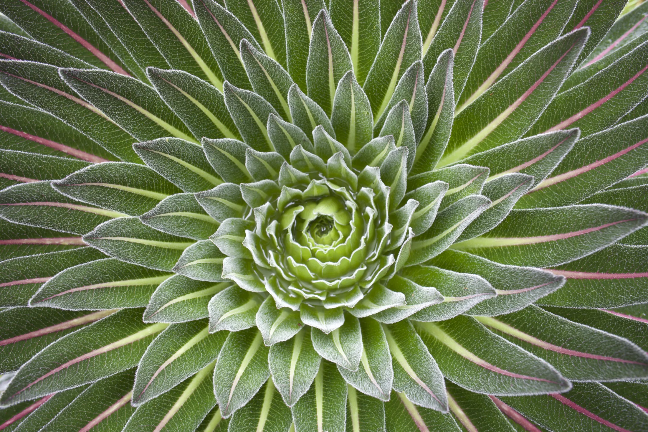 A top-down view of a giant lobelia plant, showcasing its striking, symmetrical rosette of pointed green leaves with reddish veins.