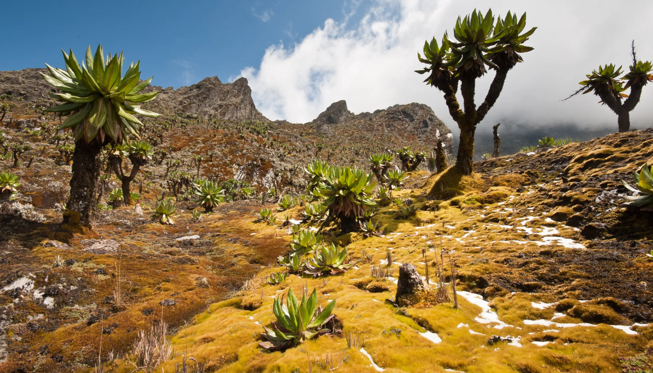Giant groundsels and lobelias dot a steep, golden-green mossy mountain slope with dramatic rocky peaks rising under a blue sky.