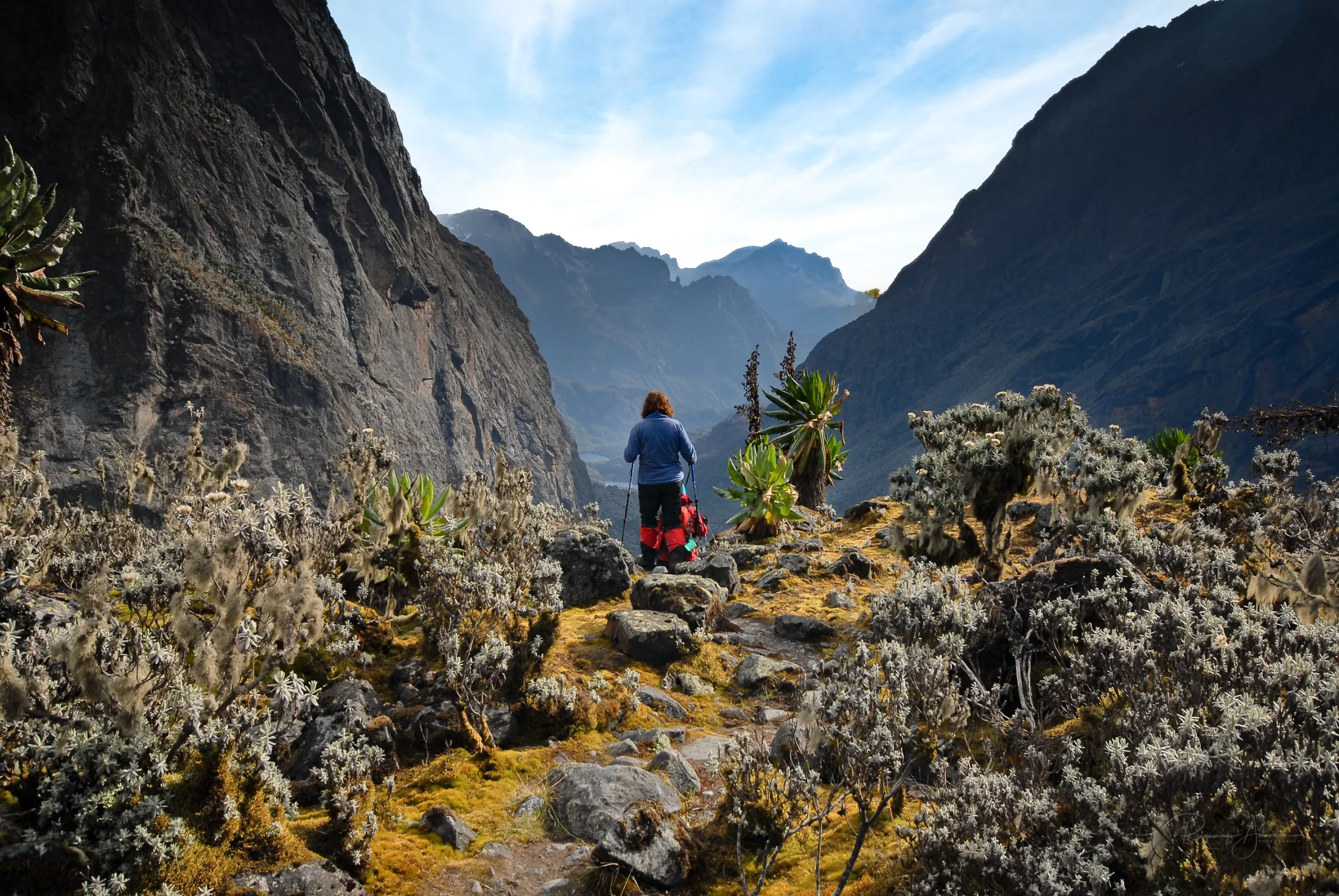 A hiker stands on a rocky, moss-covered trail looking out over a dramatic mountain valley surrounded by steep cliffs and unique alpine vegetation.