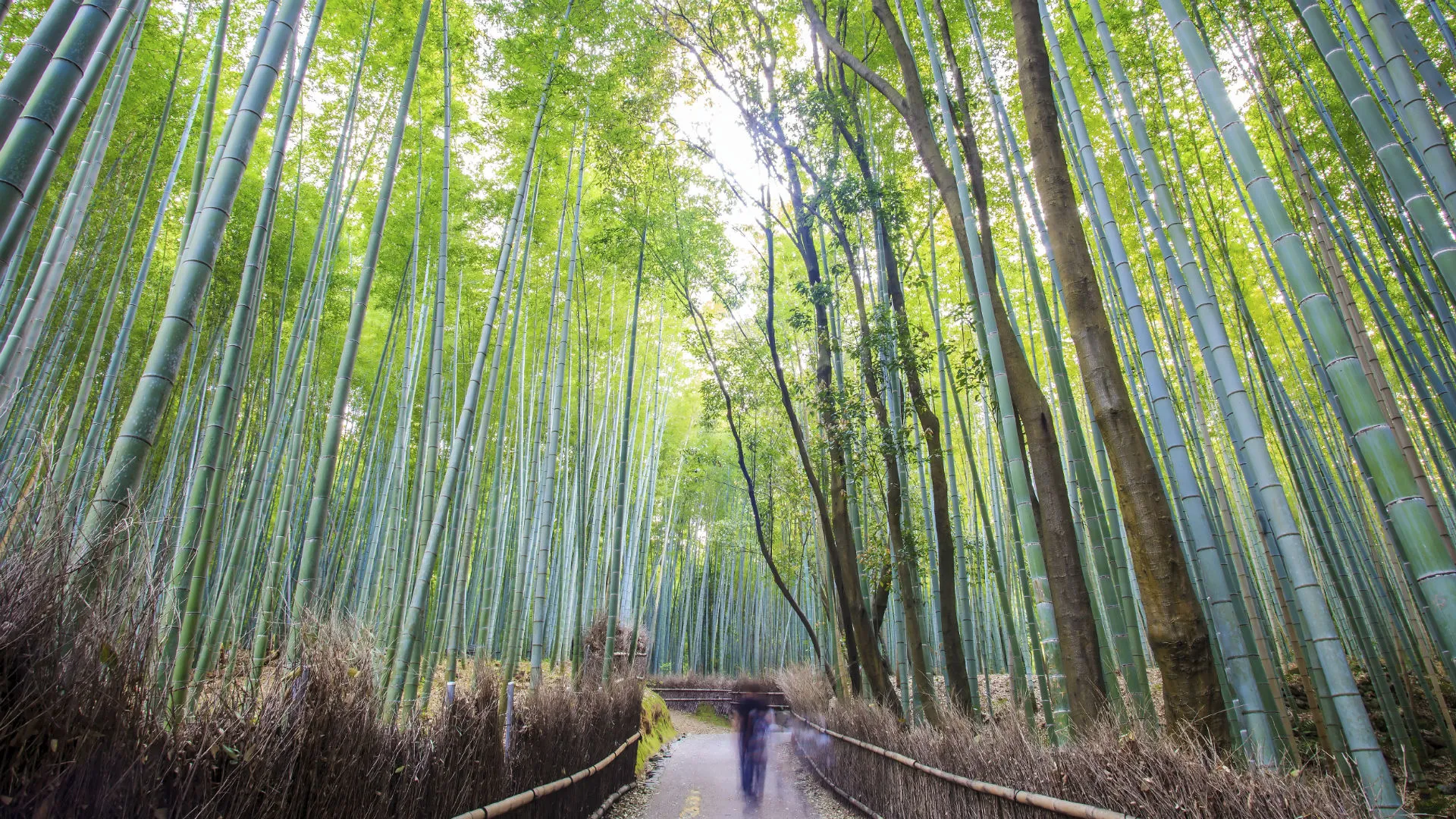 A walking path lined with a low brush fence winds through a dense forest of towering green bamboo stalks reaching toward the sky.
