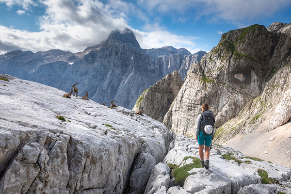 A female hiker walks along a rugged rocky path, looking towards a small herd of mountain ibexes resting on the slopes with majestic mountain peaks in the background.