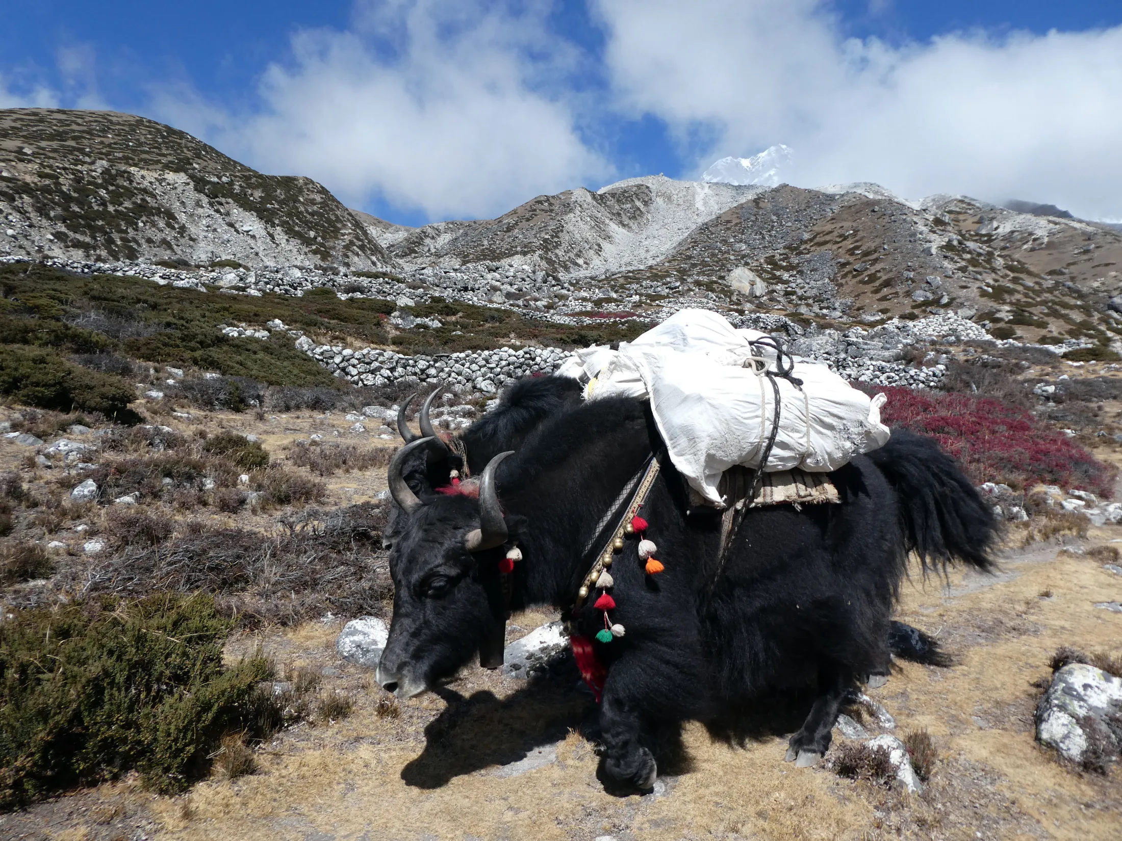 A large, shaggy black yak laden with large white cargo sacks walks along a dry, barren mountain trail, with rocky slopes and a snow-capped peak partially visible behind clouds under a blue sky.